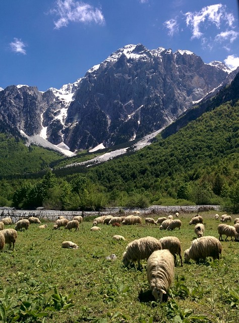 Sheep in Valbona Valley Tropoje